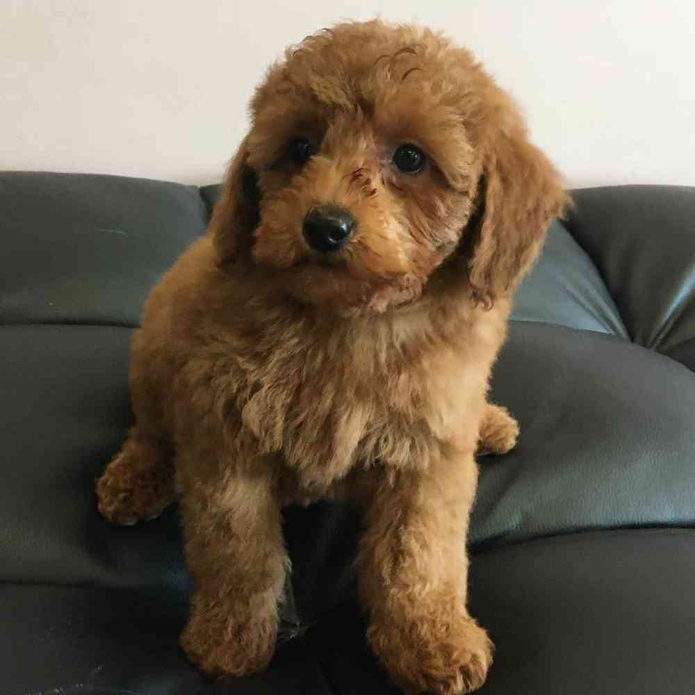 Female Mini Goldendoodle Puppy for Sale in Plainville, MA