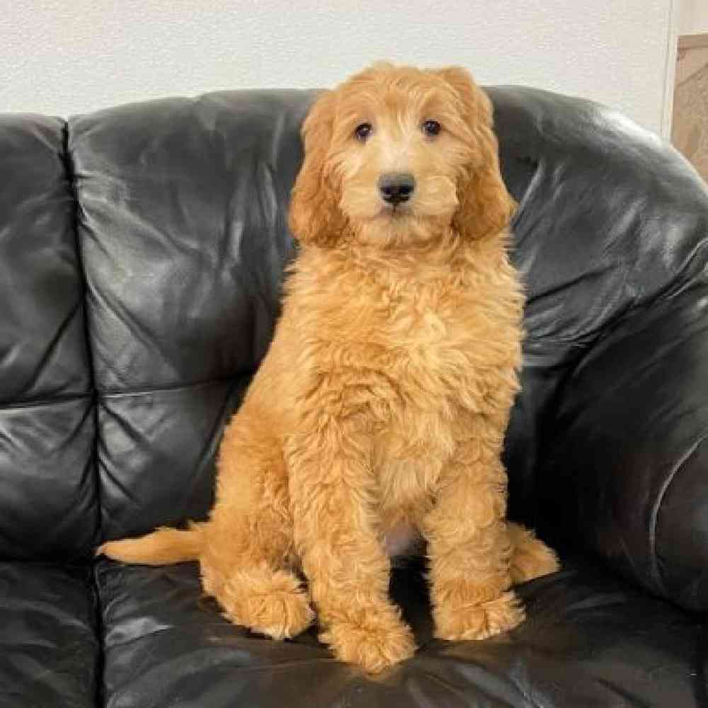Female Goldendoodle Puppy for Sale in West Warwick, RI