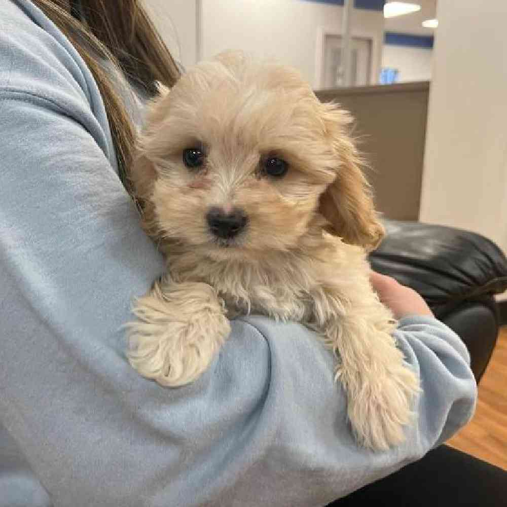Female Cavachon Puppy for Sale in Scituate, RI