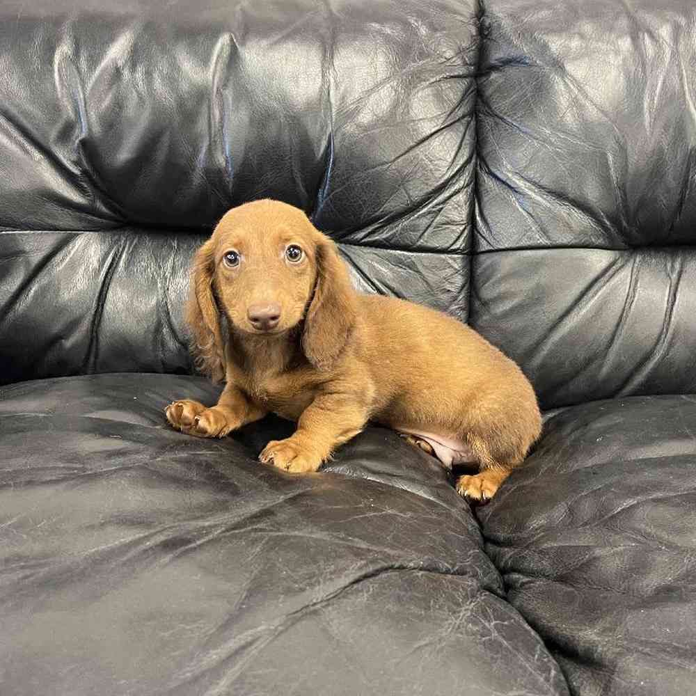 Male Dachshund Puppy for Sale in Scituate, RI